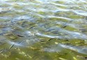 ۱۵۵میلیون قطعه بچه ماهی در رودخانه سفیدرود رهاسازی شد