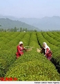 خشکسالی و کاهش تولید چای استان گیلان