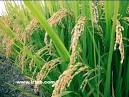 استحصال ۳.۸ هزار تن برنج سفید در شفت