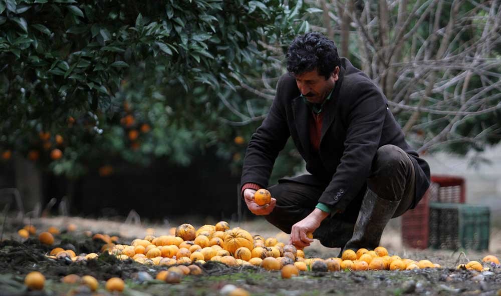 ۹۰ درصد پرتقال های ذخیره شده یخ زده اند / سیب و پرتقال گیلان باید با واردات تامین شود