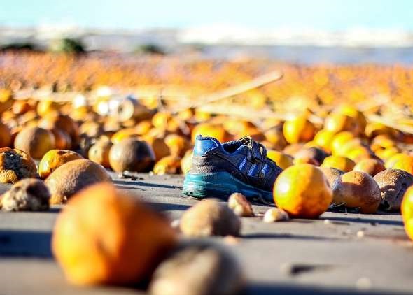 بعد از سیب زمینی ها نوبت به پرتقال رسید / یک مقام مسئول در وزارت جهاد کشاورزی: مصرفی نداشتند! + تصاویر