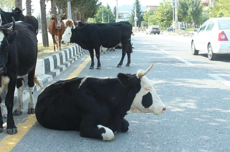 کارناوال گاوها در خیابان های فومن! + تصاویر