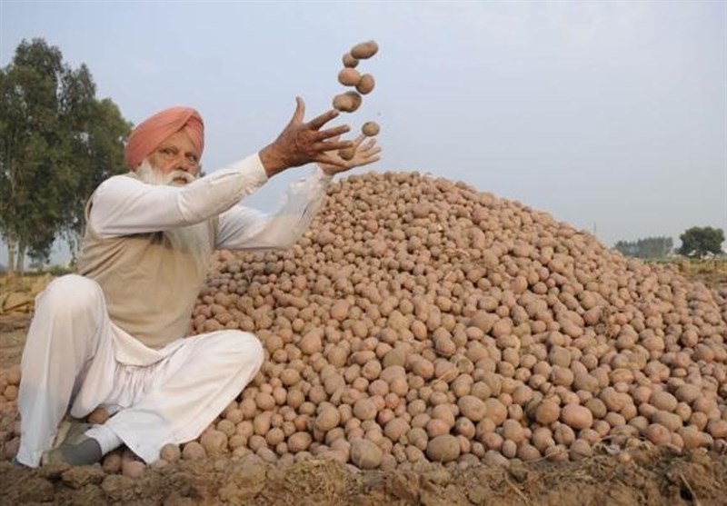 از امحای ۱۷۰۰ تن محصول کشاورزان در سال ۹۴ تا واردات سیب زمینی از هندوستان در سال ۹۵