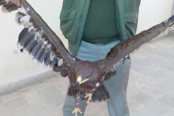 ۵ نوع پرنده آسیب دیده در فومن مداوا و رهاسازی شدند