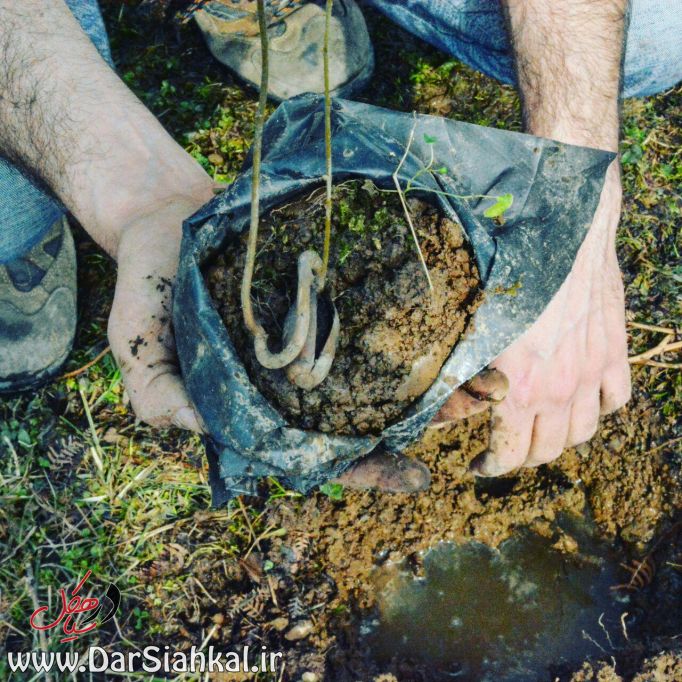 کاشت ۵۰۰ اصله نهال در مناطق جنگلی دیلمان + گزارش تصویری