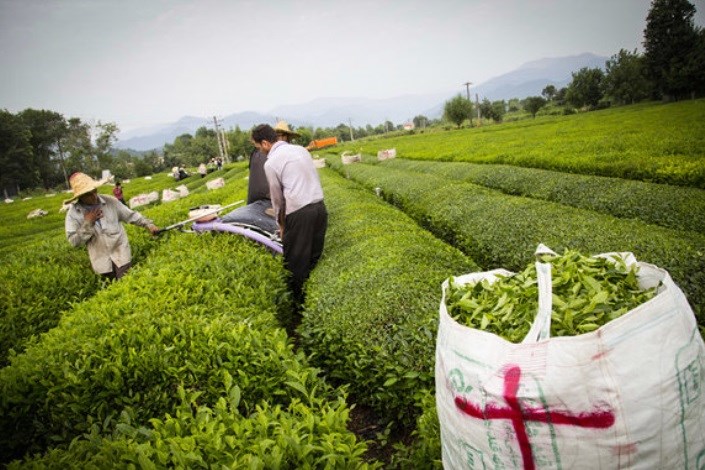 سالانه ۵۰ هزار تن چای قاچاق وارد کشور می شود / واردات بی رویه بزرگترین چالش چایکاران