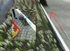 اقدام تاسف بار شهروند صومعه سرایی / گلهای وسط خیابان برای دیدن است نه چیدن! + عکس