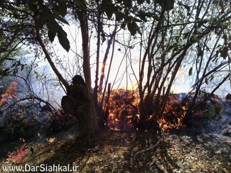 حضور به موقع نیروهای منابع طبیعی مانع آتش سوزی جنگل در گیلان شد