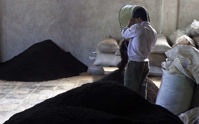 یارانه صنعت چای کشور به خارج پرداخت می شود / ۶۰۰۰ تن چای در انبارها خاک می خورد