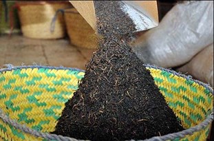 تولید بیش از ۱۶ هزار تن چای خشک در گیلان و مازندران