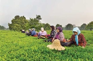برداشت برگ سبز چای آغاز شد/ انعقاد قرارداد با ۱۴۰ کارخانه چایسازی