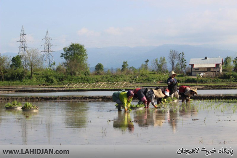 نشاء برنج در شالیزارهای لاهیجان+ گزارش تصویری