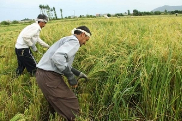 نخستین خوشه های برنج از شالیزارهای فومن برداشت شد