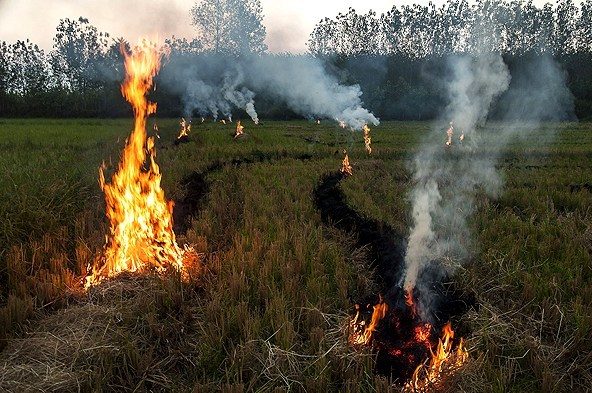 آتش زدن زمین‌های کشاورزی گیلان سبب مرگ هزاران نفر می‌شود