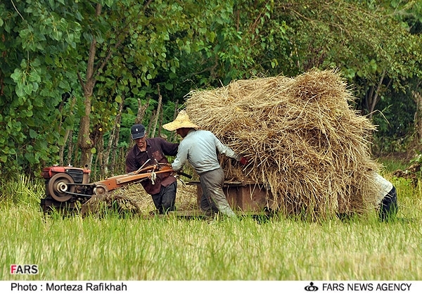 برنج در کما، عدالت رسانه‌ای در اغما / چرا دست هیچ کشاورزی در نمازهای جمعه بوسیده نمی‌شود