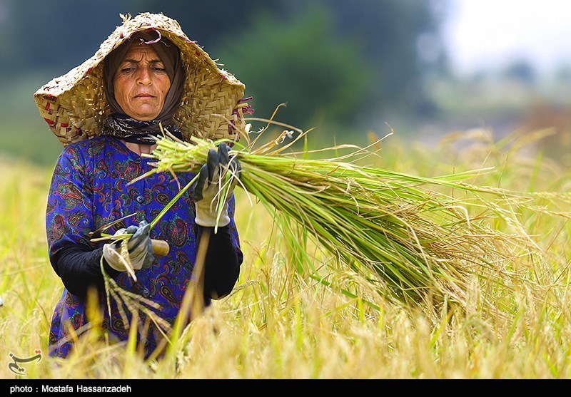 تولید برنج در استان گیلان ۵ درصد افزایش یافت/ خرید محصول کشاورزان در صورت ارزان‌شدن برنج