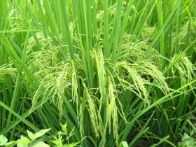 رونمایی از ۲ رقم جدید برنج در گیلان