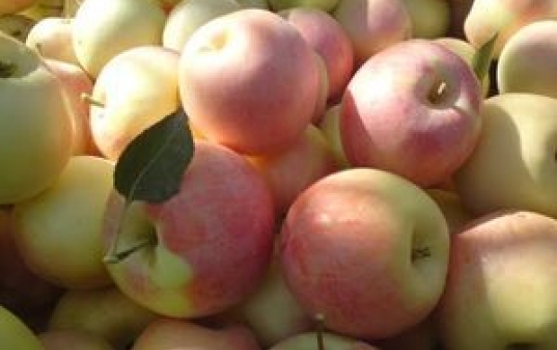 ۱.۵ میلیون تن سیب در سردخانه‌ها بدون خریدار مانده است/ ضعف در توسعه بازارهای صادراتی