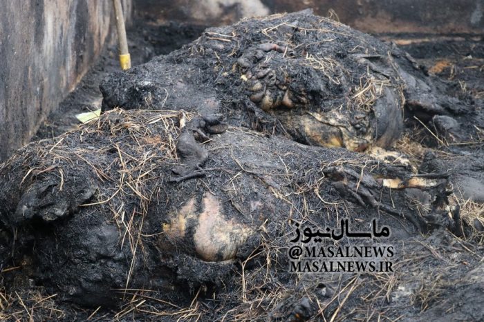 مرگ ۴۵ راس دام در آتش سوزی طویله‌ای در کوچکام ماسال + تصاویر