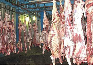 کشف ۲۳۰ کیلو گوشت قاچاق در رودسر