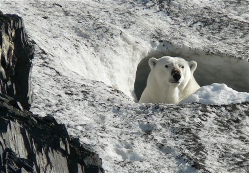 تجمع خرس‌های قطبی برای خوردن یک نهنگ+تصاویر