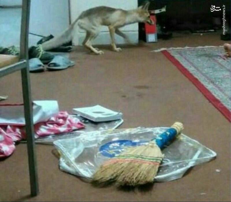 عکس/ ورود روباه به خوابگاه دانشجویی یزد