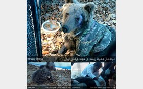 توله خرس مجروح در تصادف کرج نجات یافت
