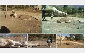 زانو زدن یک شتر در کنار قبر صاحبش+ تصویر