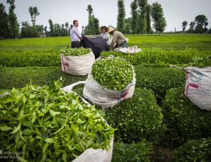 ادامه بی‌تدبیری مسئولان «صنعت چای» را در کشور به نابودی می‌کشد
