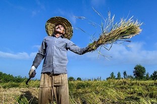 ۷۸ هزار نفر از بیمه‌گذاران مشمول دریافت غرامت کشاورزی شدند