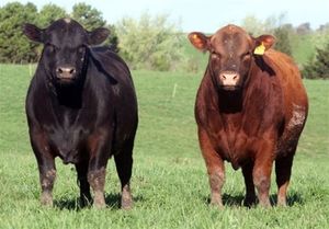 فروش گوشت گوساله با “ژن برتر” کیلویی ۹۰۰ هزار تومان +عکس