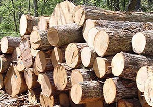 کشف ۶ تن چوب جنگلی قاچاق در لنگرود