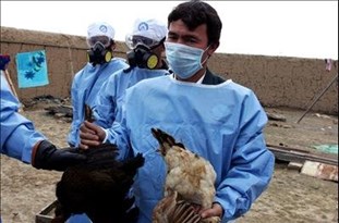 سرعت انتشار آنفولانزای مرغی در کشور بسیار بالا است/ بسیاری از مرغداران در پی حمایت نکردن دولت ورشکست می‌شوند