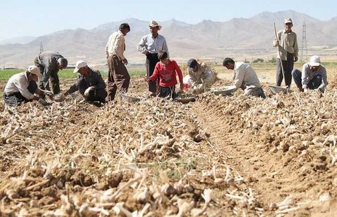 تفکیک دستمزد کارگران روستایی/ بیشترین دریافتی مردان ۲.۱ میلیون تومان