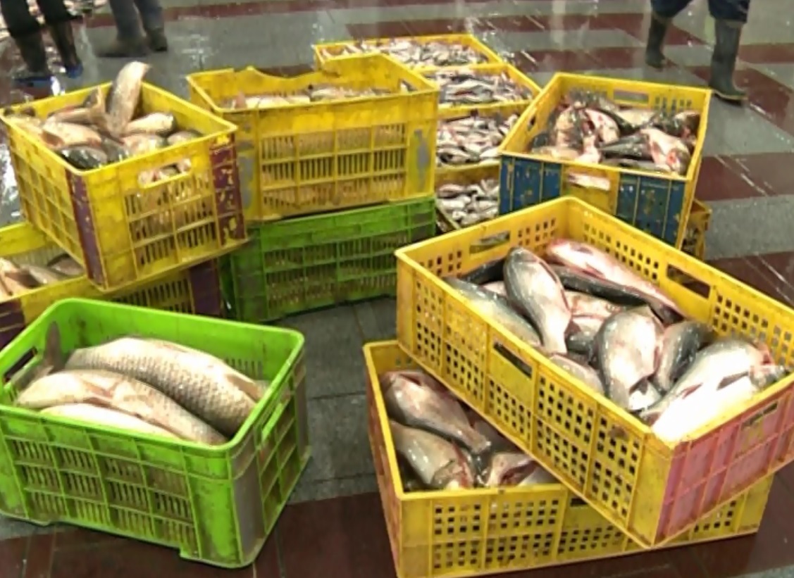 افزایش تولید ماهیان پرورشی در گیلان