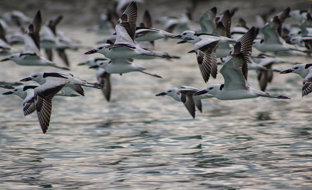 کوچ هزاران پرنده مهاجر به تالاب استیل آستارا