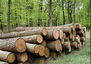 کشف ۵ تن چوب جنگلی قاچاق در لنگرود