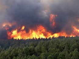باران آتش سوزی جنگل های آمل را مهار کرد