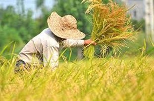 ممنوعیت کشت برنج غیر از استان های شمالی