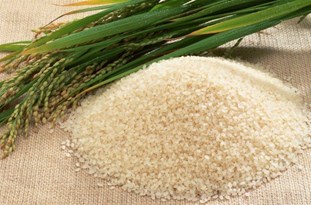 اجازه تولید آزمایشگاهی یک کیلو برنج تراریخته را هم نمی دهیم/ مصرف این محصولات برای اروپایی ها ممنوع است