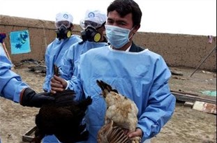 رصد آنفلوانزای پرندگان در ۱۲ استان