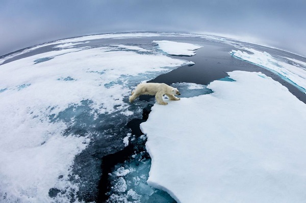 تصویر روز/ خرس قطبی در حال عبور از یخ های شناور