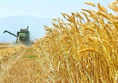 خرید ۶ میلیون و ۳۰۰ هزار تن گندم از کشاورزان کشور