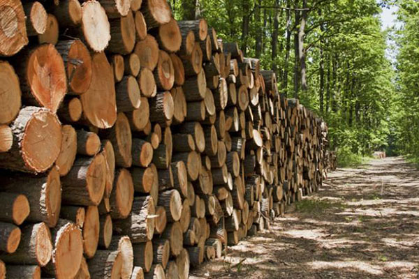 کشف ۱۰ تن چوب جنگلی قاچاق در لاهیجان