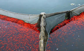 گیلان،استان اول کشور در پرورش ماهی قرمز