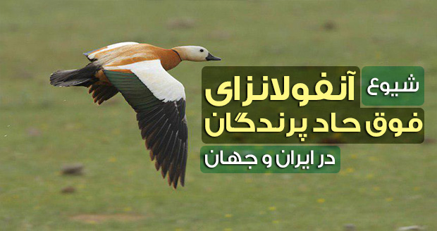 شیوع آنفولانزای فوق حاد پرندگان در ایران + علائم و راه‌های پیشگیری و درمان