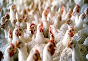 افزایش قیمت مرغ زنده در بازار