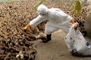 معدوم‌سازی دو هزار قطعه طیور آلوده به ویروس آنفولانزا فوق حاد پرندگان و پرداخت غرامت ۴۵ میلیون تومانی در گیلان