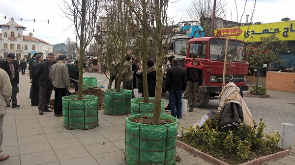 کاشت درختان چند ساله در پیاده راه مرکزی رشت
