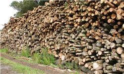 افزایش قاچاق چوب در کمین جنگل‌های ایران